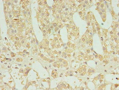 Immunohistochemistry of paraffin-embedded human adrenal gland tissue using FAM136A Antibody at dilution of 1:100Rabbit anti-Human FAM136A Polyclonal Antibody