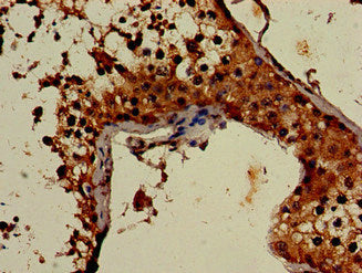 Immunohistochemistry of paraffin-embedded human testis tissue using the antibody at dilution of 1:100
