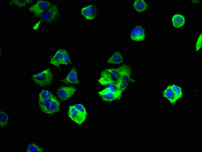 Immunofluorescent analysis of MCF-7 cells using the antibody at dilution of 1:100 and Alexa Fluor 488-congugated AffiniPure Goat Anti-Rabbit IgG(H+L)Rabbit anti-Human YIPF6 Polyclonal Antibody