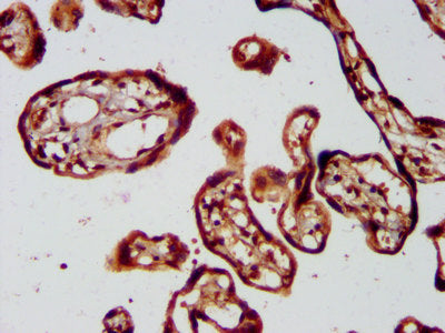 IHC image of the antibody diluted at 1:400 and staining in paraffin-embedded human placenta tissue performed on a Leica BondTM system. After dewaxing and hydration, antigen retrieval was mediated by high pressure in a citrate buffer (pH 6.0). Section was blocked with 10% normal goat serum 30min at RT. Then primary antibody (1% BSA) was incubated at 4°C overnight. The primary is detected by a biotinylated secondary antibody and visualized using an HRP conjugated SP system.