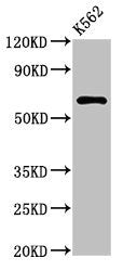 Western Blot | Positive WB detected in: K562 whole cell lysate | All lanes: MARS2 antibody at 3μg/ml | Secondary | Goat polyclonal to rabbit IgG at 1/50000 dilution | Predicted band size: 67 kDa | Observed band size: 67 kDa
