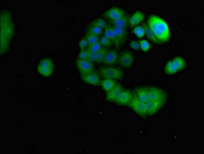Immunofluorescent analysis of PC-3 cells using PRR11 Antibody at dilution of 1:100 and Alexa Fluor 488-congugated AffiniPure Goat Anti-Rabbit IgG(H+L)Rabbit anti-Human PRR11 Polyclonal Antibody