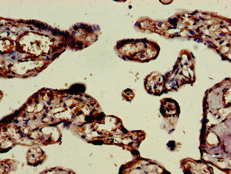 Immunohistochemistry of paraffin-embedded human placenta tissue using the antibody at dilution of 1:100