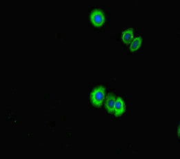 Immunofluorescent analysis of HepG2 cells using LRR1 Antibody at dilution of 1:100 and Alexa Fluor 488-congugated AffiniPure Goat Anti-Rabbit IgG(H+L)