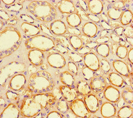 Immunohistochemistry of paraffin-embedded human kidney tissue using the antibody at dilution of 1:100