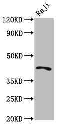 Western Blot  | Positive WB detected in: Raji whole cell lysate  | All lanes: TRIB1 antibody at 4.3µg/ml  | Secondary  | Goat polyclonal to rabbit IgG at 1/50000 dilution  | Predicted band size: 42, 24 kDa  | Observed band size: 42 kDaRabbit anti-Human TRIB1 Polyclonal Antibody