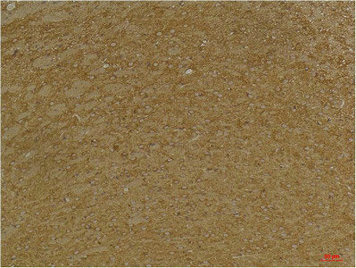 Immunohistochemical analysis of paraffin-embedded Mouse BrainTissue using KCNK9 (TASK-3) Rabbit pAb diluted at 1:200.