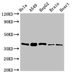 Western Blot  | Positive WB detected in: Hela whole cell lysate, A549 whole cell lysate, HepG2 whole cell lysate, Mouse brain tissue, Rat heart tissue  | All lanes: RBFA antibody at 2µg/ml  | Secondary  | Goat polyclonal to rabbit IgG at 1/50000 dilution  | Predicted band size: 39, 28 kDa  | Observed band size: 39 kDaRabbit anti-Human RBFA Polyclonal Antibody