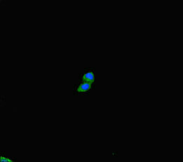 Immunofluorescent analysis of HepG2 cells using PLD6 Antibody at dilution of 1:100 and Alexa Fluor 488-congugated AffiniPure Goat Anti-Rabbit IgG(H+L)Rabbit anti-Human PLD6 Polyclonal Antibody