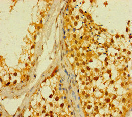 Immunohistochemistry of paraffin-embedded human testis tissue using the antibody at dilution of 1:100Rabbit anti-Human PLD6 Polyclonal Antibody