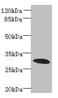 Western blot  | All lanes: PDCL2 antibody at 4µg/ml + Rat gonadal tissue  | Secondary  | Goat polyclonal to rabbit IgG at 1/10000 dilution  | Predicted band size: 29 kDa  | Observed band size: 29 kDaRabbit anti-Human PDCL2 Polyclonal Antibody