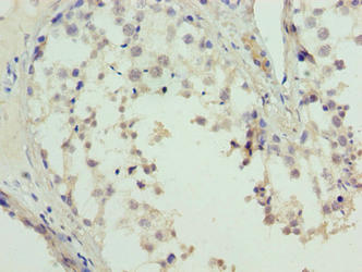 Immunohistochemistry of paraffin-embedded human testis tissue using the antibody at dilution of 1:100