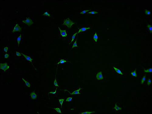 Immunofluorescence staining of SH-SY5Y cells with FNDC5 Antibody-IF at 1:100, counter-stained with DAPI. The cells were fixed in 4% formaldehyde and blocked in 10% normal Goat Serum. The cells were then incubated with the antibody overnight at 4°C. The secondary antibody was Alexa Fluor 488-congugated AffiniPure Goat Anti-Rabbit IgG(H+L).Rabbit anti-Human FNDC5 Polyclonal Antibody