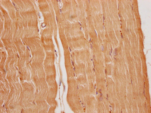 IHC image of the antibody diluted at 1:200 and staining in paraffin-embedded human heart tissue performed on a Leica BondTM system. After dewaxing and hydration, antigen retrieval was mediated by high pressure in a citrate buffer (pH 6.0). Section was blocked with 10% normal goat serum 30min at RT. Then primary antibody (1% BSA) was incubated at 4°C overnight. The primary is detected by a Goat anti-rabbit polymer IgG labeled by HRP and visualized using 0.05% DAB.Rabbit anti-Human FNDC5 Polyclonal Antibody