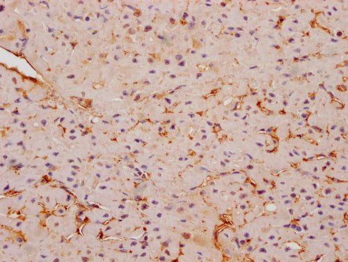 IHC image of FNDC5 Antibody diluted at 1:200 and staining in paraffin-embedded human skeletal muscle tissue performed on a Leica BondTM system. After dewaxing and hydration, antigen retrieval was mediated by high pressure in a citrate buffer (pH 6.0). Section was blocked with 10% normal goat serum 30min at RT. Then primary antibody (1% BSA) was incubated at 4°C overnight. The primary is detected by a Goat anti-rabbit polymer IgG labeled by HRP and visualized using 0.05% DAB.Rabbit anti-Human FNDC5 Polyclonal Antibody