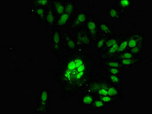 Immunofluorescent analysis of Hela cells using RNASEH2C Antibody at dilution of 1:100 and Alexa Fluor 488-congugated AffiniPure Goat Anti-Rabbit IgG(H+L)Rabbit anti-Human RNASEH2C Polyclonal Antibody