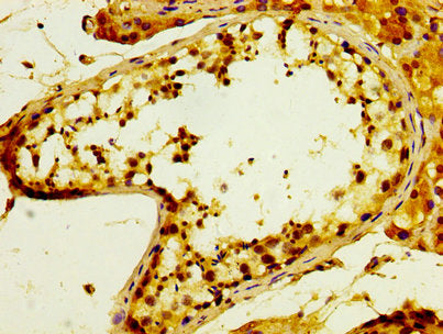 IHC image of POFUT2 Antibody diluted at 1:300 and staining in paraffin-embedded human testis tissue performed on a Leica BondTM system. After dewaxing and hydration, antigen retrieval was mediated by high pressure in a citrate buffer (pH 6.0). Section was blocked with 10% normal goat serum 30min at RT. Then primary antibody (1% BSA) was incubated at 4°C overnight. The primary is detected by a biotinylated secondary antibody and visualized using an HRP conjugated SP system.