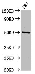 Western Blot  | Positive WB detected in: U87 whole cell lysate  | All lanes: POFUT2 antibody at 3.2µg/ml  | Secondary  | Goat polyclonal to rabbit IgG at 1/50000 dilution  | Predicted band size: 50, 49, 45 kDa  | Observed band size: 50 kDa
