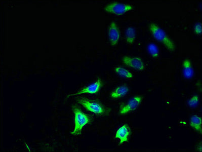 Immunofluorescent analysis of A549 cells using PLD4 Antibody at dilution of 1:100 and Alexa Fluor 488-congugated AffiniPure Goat Anti-Rabbit IgG(H+L)Rabbit anti-Human PLD4 Polyclonal Antibody