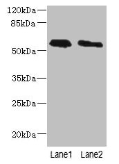 Western blot  | All lanes: PLD4 antibody at 4µg/ml  | Lane 1: THP-1 whole cell lysate  | Lane 2: Human placenta tissue  | Secondary  | Goat polyclonal to rabbit IgG at 1/10000 dilution  | Predicted band size: 56 kDa  | Observed band size: 56 kDaRabbit anti-Human PLD4 Polyclonal Antibody