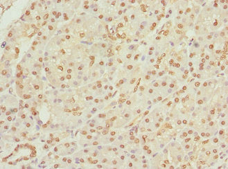 Immunohistochemistry of paraffin-embedded human pancreatic tissue using APIP Antibody at dilution of 1:100Rabbit anti-Human APIP Polyclonal Antibody
