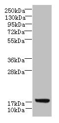 Western blot  | All lanes: LLCFC1 antibody at 3.5µg/ml + K562 whole cell lysate  | Secondary  | Goat polyclonal to rabbit IgG at 1/10000 dilution  | Predicted band size: 14, 5, 17 kDa  | Observed band size: 17 kDa