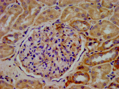 IHC image of the antibody diluted at 1:400 and staining in paraffin-embedded human kidney tissue performed on a Leica BondTM system. After dewaxing and hydration, antigen retrieval was mediated by high pressure in a citrate buffer (pH 6.0). Section was blocked with 10% normal goat serum 30min at RT. Then primary antibody (1% BSA) was incubated at 4°C overnight. The primary is detected by a biotinylated secondary antibody and visualized using an HRP conjugated SP system.