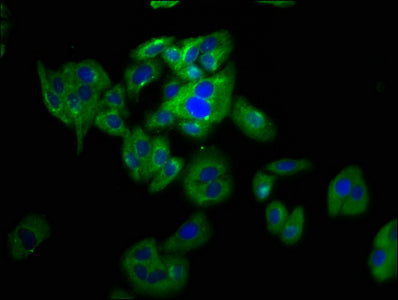 Immunofluorescence staining of HepG2 cells with PANX2 Antibody at 1:133, counter-stained with DAPI. The cells were fixed in 4% formaldehyde, permeabilized using 0.2% Triton X-100 and blocked in 10% normal Goat Serum. The cells were then incubated with the antibody overnight at 4°C. The secondary antibody was Alexa Fluor 488-congugated AffiniPure Goat Anti-Rabbit IgG(H+L).Rabbit anti-Human PANX2 Polyclonal Antibody