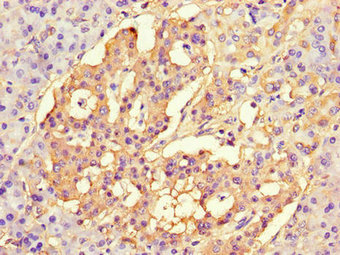 Immunohistochemistry of paraffin-embedded human pancreatic tissue using the antibody at dilution of 1:100Rabbit anti-Human CISD2 Polyclonal Antibody