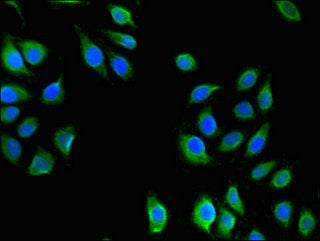 Immunofluorescent analysis of A549 cells using USHBP1 Antibody at dilution of 1:100 and Alexa Fluor 488-congugated AffiniPure Goat Anti-Rabbit IgG(H+L)