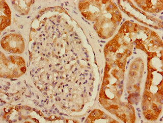 Immunohistochemistry of paraffin-embedded human kidney tissue using the antibody at dilution of 1:100