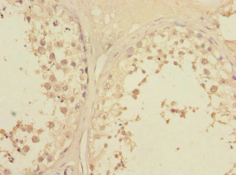 Immunohistochemistry of paraffin-embedded human testis tissue using LFNG Antibody at dilution of 1:100