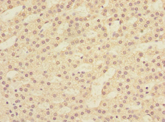 Immunohistochemistry of paraffin-embedded human adrenal gland tissue using LFNG Antibody at dilution of 1:100