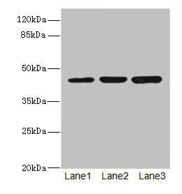 Western blot | All lanes: LFNGantibody at 4.43μg/ml | Lane 1: Mouse spleen tissue | Lane 2: K562 whole cell lysate | Lane 3: HL60 whole cell lysate | Secondary | Goat polyclonal to rabbit IgG at 1/10000 dilution | Predicted band size: 42, 29, 40, 36 kDa | Observed band size: 42 kDa