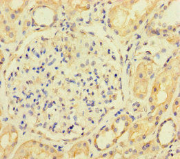 Immunohistochemistry of paraffin-embedded human kidney tissue using the antibody at dilution of 1:100