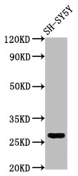 Western Blot  | Positive WB detected in: SH-SY5Y whole cell lysate  | All lanes: CD99L2 antibody at 4µg/ml  | Secondary  | Goat polyclonal to rabbit IgG at 1/50000 dilution  | Predicted band size: 28, 23, 21, 16, 29 kDa  | Observed band size: 28 kDaRabbit anti-Human CD99L2 Polyclonal Antibody
