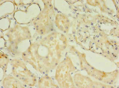Immunohistochemistry of paraffin-embedded human kidney tissue using TSGA13 Antibody at dilution of 1:100Rabbit anti-Human TSGA13 Polyclonal Antibody