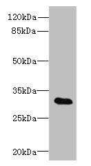 Western blot  | All lanes: TSGA13 antibody at 4μg/ml + A549 whole cell lysate  | Secondary  | Goat polyclonal to rabbit at 1/10000 dilution  | Predicted band size: 32 kDa  | Observed band size: 32 kDaRabbit anti-Human TSGA13 Polyclonal Antibody