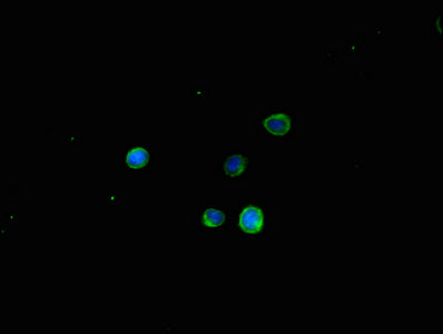 Immunofluorescent analysis of HepG2 cells using TSPAN32 Antibody at dilution of 1:100 and Alexa Fluor 488-congugated AffiniPure Goat Anti-Rabbit IgG(H+L)Rabbit anti-Human TSPAN32 Polyclonal Antibody