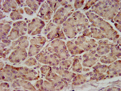 IHC image of TWNK Antibody diluted at 1:800 and staining in paraffin-embedded human pancreatic tissue performed on a Leica BondTM system. After dewaxing and hydration, antigen retrieval was mediated by high pressure in a citrate buffer (pH 6.0). Section was blocked with 10% normal goat serum 30min at RT. Then primary antibody (1% BSA) was incubated at 4°C overnight. The primary is detected by a biotinylated secondary antibody and visualized using an HRP conjugated SP system.Rabbit anti-Human TWNK Polyclonal Antibody