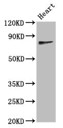 Western Blot | Positive WB detected in: Mouse heart tissue | All lanes: TWNK antibody at 4.4μg/ml | Secondary | Goat polyclonal to rabbit IgG at 1/50000 dilution | Predicted band size: 78, 67, 61 kDa | Observed band size: 78 kDaRabbit anti-Human TWNK Polyclonal Antibody