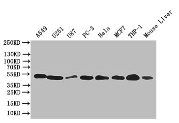 Western BlotPositive WB detected in: A549 whole cell lysate, U251 whole cell lysate,U87 whole cell lysate,PC-3 whole cell lysate,Hela whole cell lysate,MCF7 whole cell lysate,THP-1 whole cell lysate, Mouse Liver tissue lysateAll lanes: CRBN antibody at 1:1000SecondaryGoat polyclonal to rabbit IgG at 1/50000 dilutionPredicted band size: 51 kDaObserved band size: 51 kDaRabbit anti-Human CRBN Polyclonal Antibody