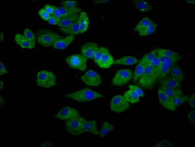 Immunofluorescence staining of HepG2 cells with SLC15A4 Antibody at 1:66, counter-stained with DAPI. The cells were fixed in 4% formaldehyde, permeabilized using 0.2% Triton X-100 and blocked in 10% normal Goat Serum. The cells were then incubated with the antibody overnight at 4°C. The secondary antibody was Alexa Fluor 488-congugated AffiniPure Goat Anti-Rabbit IgG(H+L).Rabbit anti-Human SLC15A4 Polyclonal Antibody