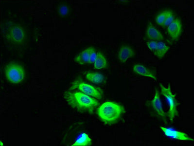 Immunofluorescent analysis of MCF-7 cells using TMCO5A Antibody at dilution of 1:100 and Alexa Fluor 488-congugated AffiniPure Goat Anti-Rabbit IgG(H+L)Rabbit anti-Human TMCO5A Polyclonal Antibody