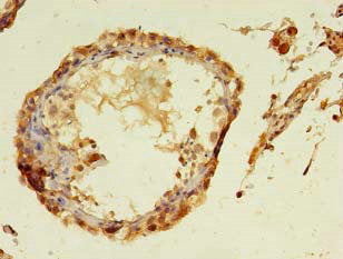 Immunohistochemistry of paraffin-embedded human testis tissue using TMCO5A Antibody at dilution of 1:100Rabbit anti-Human TMCO5A Polyclonal Antibody