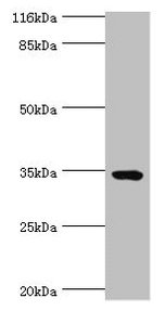 Western blot  | All lanes: TMCO5A antibody at 6µg/ml + MCF-7 whole cell lysate  | Secondary  | Goat polyclonal to rabbit IgG at 1/10000 dilution  | Predicted band size: 35, 27 kDa  | Observed band size: 35 kDaRabbit anti-Human TMCO5A Polyclonal Antibody