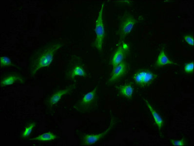 Immunofluorescence staining of U251 cells with CNNM3 Antibody at 1:66, counter-stained with DAPI. The cells were fixed in 4% formaldehyde, permeabilized using 0.2% Triton X-100 and blocked in 10% normal Goat Serum. The cells were then incubated with the antibody overnight at 4°C. The secondary antibody was Alexa Fluor 488-congugated AffiniPure Goat Anti-Rabbit IgG(H+L).Rabbit anti-Human CNNM3 Polyclonal Antibody