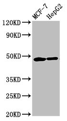 Western Blot  | Positive WB detected in: MCF-7 whole cell lysate, HepG2 whole cell lysate  | All lanes: CNNM3 antibody at 5.6µg/ml  | Secondary  | Goat polyclonal to rabbit IgG at 1/50000 dilution  | Predicted band size: 77, 71, 74 kDa  | Observed band size: 48 kDaRabbit anti-Human CNNM3 Polyclonal Antibody