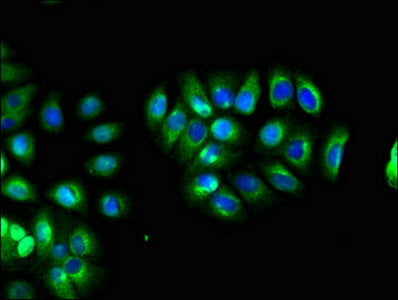 Immunofluorescent analysis of A549 cells using LHFPL5 Antibody at dilution of 1:100 and Alexa Fluor 488-congugated AffiniPure Goat Anti-Rabbit IgG(H+L)