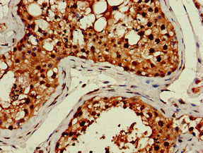 Immunohistochemistry of paraffin-embedded human testis tissue using the antibody at dilution of 1:100